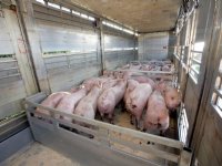 Lichtere varkens moeten leveren vraagt om compensatie