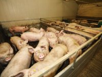 Verspreiding van hepatitis E bij varkens is goed in te dammen