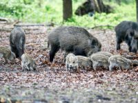 Italië en Polen krijgen geen grip op Afrikaanse varkenspest
