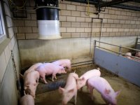 Vijf kansrijke technieken voor ammoniakreductie bij varkens