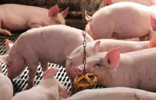 Rabobank: rust kenmerkt Europese varkensmarkt