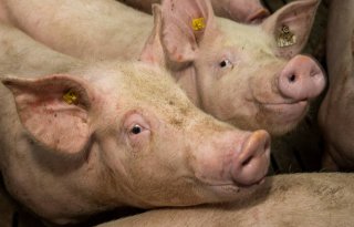 Aantal+Duitse+varkensbedrijven+halveert+in+tien+jaar