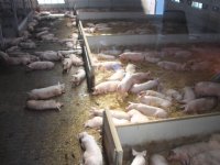 Meer tijd Vlaamse varkenshouders voor intekenen opkoopregeling