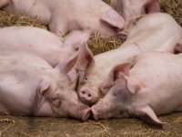 Steun van Duitse landbouwminister voor varkenshouders