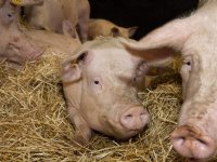 België komt met nieuw keurmerk voor varkenshouderij: Beter voor Dieren