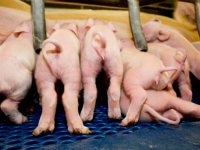 PRRS-vrij worden begint bij monitoren van status