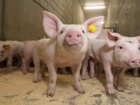 Varkenssector presteert ruim onder stikstof- en fosfaatplafonds