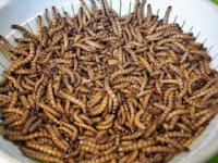 Keukenafval en varkensmest goede voedingsbron insecten