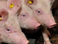 Hygiëne speelt rol bij weerstand tegen Afrikaanse varkenspest