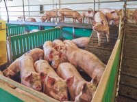 5 procent minder varkens aan slachthaken