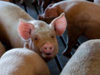 Blaasjesziekte op Engels varkensbedrijf