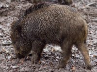 Afrikaanse varkenspest bij wild zwijn in Noord-Italië