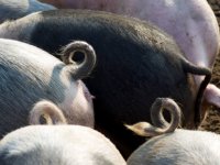 Controles bij Deense varkenshouders op voorkomen staartbijten