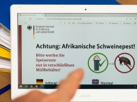 Duitsland kampt vijf jaar met Afrikaanse varkenspest