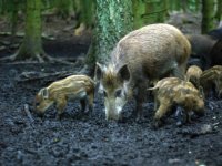 Drie wilde zwijnen met Afrikaanse varkenspest in Italië