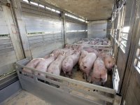 Vee&amp;Logistiek: AMvB Dierwaardige veehouderij laat sector in onzekerheid