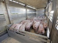 Lichtere varkens moeten leveren vraagt om compensatie