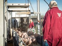 Veehandelsbedrijf en vleesverwerker bundelen krachten