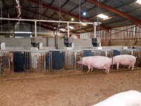 National Pig Association stuurt politiek en Tesco opnieuw wake-upcall