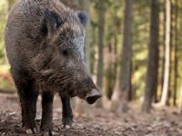 Afrikaanse varkenspest bij wild zwijn in Zweden
