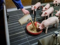 Internationaal onderzoek naar ontwikkeling darmgezondheid varken