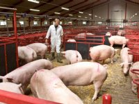 Deense varkensketen geeft extra gas richting 2050