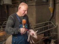Dick Hazeleger combineert ijzerinjectie met coccidioseaanpak