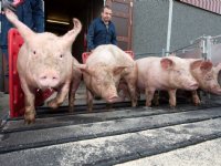 Frustratie veetransport vanwege vervoersregels 'oranje varkens'
