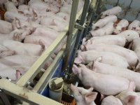 Kleinste Duitse varkensstapel in 25 jaar