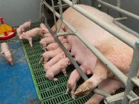 Exitgolf Duitse varkenshouders bewaarheid