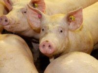 'Dierdata leveren varkenshouders nieuwe inzichten op'