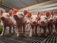 Samenwerking Duitse producent humuszuren en Denkavit