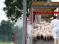 Europese Unie telt minder varkens