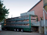 POV blij met oplossing voor stagnerende diertransporten