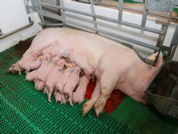 Europees kooiverbod op langere baan geschoven