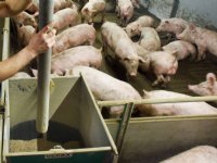 Deense varkens onbeperkt voeren meest rendabel