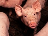 Hitte remt groei vleesvarkens flink