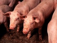 Gerechtshof geeft twee omwonenden van veebedrijven gelijk vanwege geurhinder