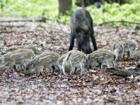 Afrikaanse varkenspest in Hessen lastig binnen de perken te houden
