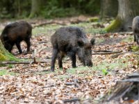 Noord-Italië meldt meer gevallen van Afrikaanse varkenspest