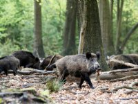 Vier wilde zwijnen met Afrikaanse varkenspest in Zuid-Italië