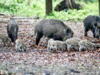 Afrikaanse varkenspest duikt opnieuw op in Hessen