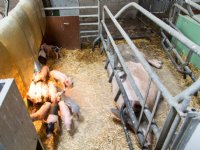 Ervaring met vrijloopkraamhok resulteert in minder uitval