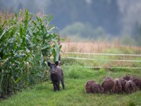 Maisoogst goed tijdstip voor beheer wilde zwijnen