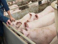 Nederland telt 1,6 procent minder varkens