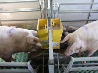 Varkensproductie-econoom: welzijnsinvesteringen moeten niet bij wet worden geregeld