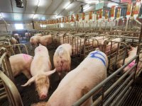 Welzijnsexpert per varkensbedrijf in Frankrijk