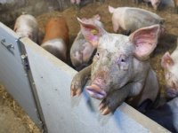 Druk op Europese varkensvleesmarkt neemt toe