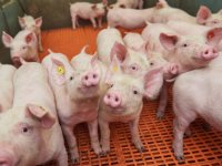 Sprong lager antibioticagebruik varkens in 2021