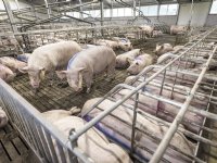 Beter Leven-keurmerk zorgt voor modaal inkomen extra bij varkenshouders